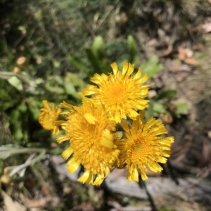 Podolepis robusta at Cotter River, ACT - 23 Jan 2022 02:54 PM