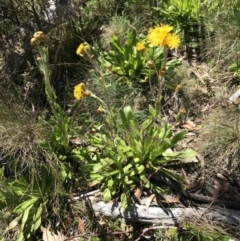 Podolepis robusta at Cotter River, ACT - 23 Jan 2022 02:54 PM