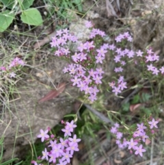 Centaurium sp. (Centaury) at Tennent, ACT - 28 Jan 2022 by GG