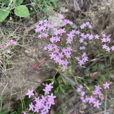 Centaurium sp. (Centaury) at Tennent, ACT - 28 Jan 2022 by GG