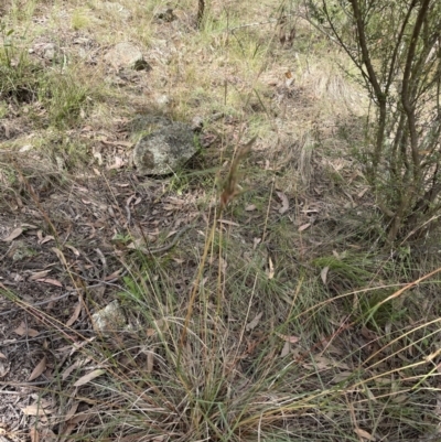 Cymbopogon refractus (Barbed-wire Grass) at Hawker, ACT - 4 Mar 2022 by John Brannan