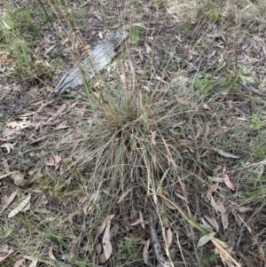 Cymbopogon refractus at Hawker, ACT - 4 Mar 2022