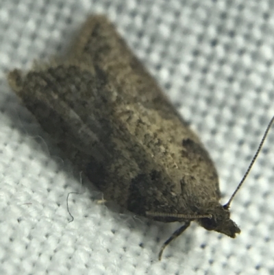 Tortricinae (subfamily) (A tortrix moth) at Red Hill to Yarralumla Creek - 27 Feb 2022 by Tapirlord