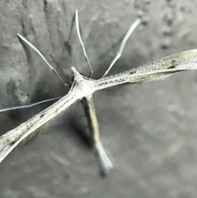 Stenoptilia zophodactylus at Garran, ACT - 27 Feb 2022 by Tapirlord