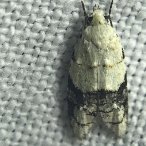 Tracholena sulfurosa at Garran, ACT - 27 Feb 2022 09:11 PM