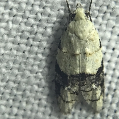 Tracholena sulfurosa (A tortrix moth) at Red Hill to Yarralumla Creek - 27 Feb 2022 by Tapirlord