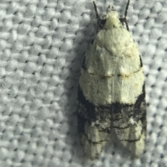Tracholena sulfurosa (A tortrix moth) at Hughes Garran Woodland - 27 Feb 2022 by Tapirlord