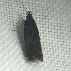 Lecithocera terrigena (Lecithocera terrigena) at Red Hill to Yarralumla Creek - 27 Feb 2022 by Tapirlord