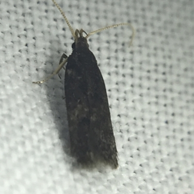 Lecithocera terrigena (Lecithocera terrigena) at Hughes Garran Woodland - 27 Feb 2022 by Tapirlord