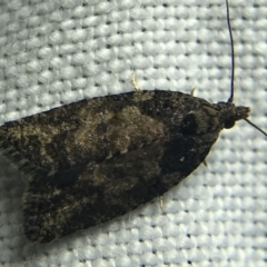 Thrincophora impletana (a Tortrix moth) at Red Hill to Yarralumla Creek - 27 Feb 2022 by Tapirlord