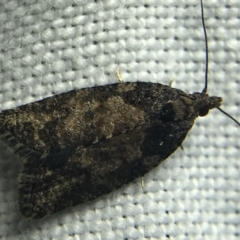 Thrincophora impletana at Garran, ACT - 27 Feb 2022