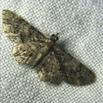 Chloroclystis catastreptes (Green and Brown Carpet) at Garran, ACT - 27 Feb 2022 by Tapirlord