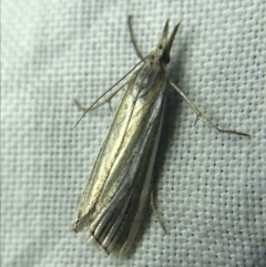 Hednota species near grammellus (Pyralid or snout moth) at Red Hill to Yarralumla Creek - 27 Feb 2022 by Tapirlord