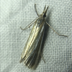 Hednota species near grammellus (Pyralid or snout moth) at Hughes Garran Woodland - 27 Feb 2022 by Tapirlord