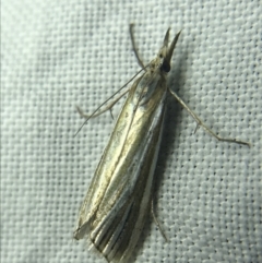 Hednota species near grammellus at Garran, ACT - 27 Feb 2022