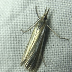 Hednota species near grammellus at Garran, ACT - 27 Feb 2022