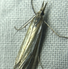 Hednota species near grammellus at Garran, ACT - 27 Feb 2022