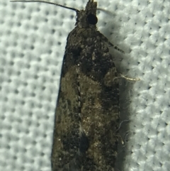 Tortricinae (subfamily) (A tortrix moth) at Garran, ACT - 27 Feb 2022 by Tapirlord