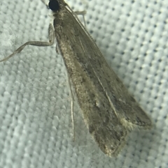 Faveria tritalis (Couchgrass Webworm) at Hughes Garran Woodland - 27 Feb 2022 by Tapirlord