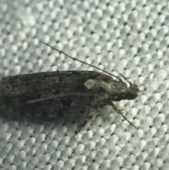 Gelechioidea (superfamily) (Unidentified Gelechioid moth) at Hughes Garran Woodland - 27 Feb 2022 by Tapirlord