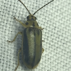 Xanthogaleruca luteola (Elm leaf beetle) at Hughes Garran Woodland - 27 Feb 2022 by Tapirlord