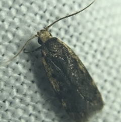 Hoplostega ochroma (a Eulechria Group moth) at Red Hill to Yarralumla Creek - 27 Feb 2022 by Tapirlord