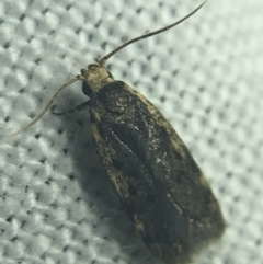 Hoplostega ochroma (a Eulechria Group moth) at Hughes Garran Woodland - 27 Feb 2022 by Tapirlord