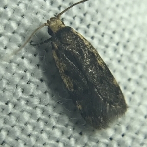 Hoplostega ochroma at Garran, ACT - 27 Feb 2022 08:54 PM