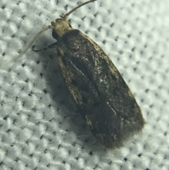 Hoplostega ochroma at Garran, ACT - 27 Feb 2022 08:54 PM