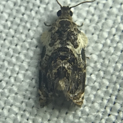 Acroceuthes metaxanthana (Dog-faced Bell Moth) at Garran, ACT - 27 Feb 2022 by Tapirlord