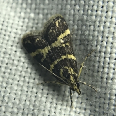 Scoparia spelaea (a Crambid moth) at Hughes Garran Woodland - 27 Feb 2022 by Tapirlord