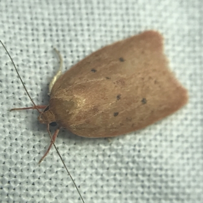 Garrha rubella (A Concealer moth) at Hughes Garran Woodland - 27 Feb 2022 by Tapirlord