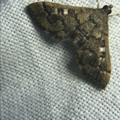 Nacoleia rhoeoalis (A Crambid moth (Spilomelinae) at Garran, ACT - 27 Feb 2022 by Tapirlord