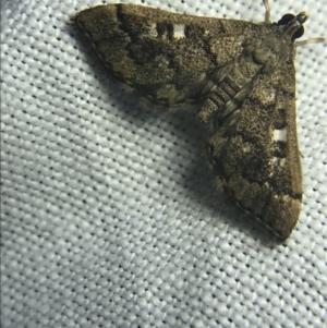 Nacoleia rhoeoalis at Garran, ACT - 27 Feb 2022 08:53 PM