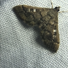 Nacoleia rhoeoalis at Garran, ACT - 27 Feb 2022