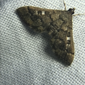 Nacoleia rhoeoalis at Garran, ACT - 27 Feb 2022 08:53 PM