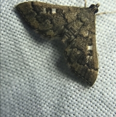 Nacoleia rhoeoalis at Garran, ACT - 27 Feb 2022 08:53 PM