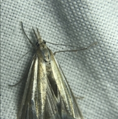 Hednota species near grammellus (Pyralid or snout moth) at Hughes Garran Woodland - 27 Feb 2022 by Tapirlord