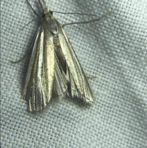 Hednota species near grammellus at Garran, ACT - 27 Feb 2022 08:52 PM