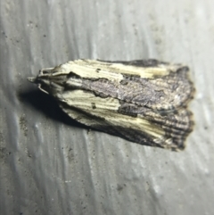 Cryptoptila immersana (A Tortricid moth) at Red Hill to Yarralumla Creek - 27 Feb 2022 by Tapirlord