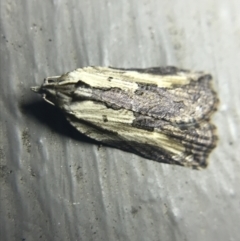 Cryptoptila immersana (A Tortricid moth) at Hughes Garran Woodland - 27 Feb 2022 by Tapirlord