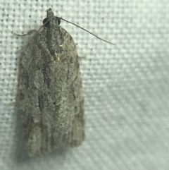 Thrincophora inconcisana (A Tortricid moth) at Garran, ACT - 27 Feb 2022 by Tapirlord