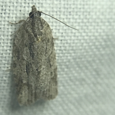 Thrincophora inconcisana (A Tortricid moth) at Red Hill to Yarralumla Creek - 27 Feb 2022 by Tapirlord