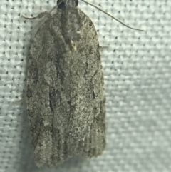 Thrincophora inconcisana at Garran, ACT - 27 Feb 2022