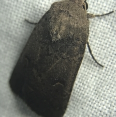 Proteuxoa hypochalchis (Black-bar Noctuid) at Red Hill to Yarralumla Creek - 27 Feb 2022 by Tapirlord