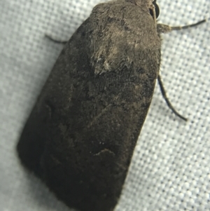 Proteuxoa hypochalchis at Garran, ACT - 27 Feb 2022