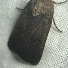 Proteuxoa hypochalchis at Garran, ACT - 27 Feb 2022