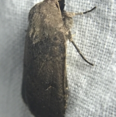 Proteuxoa hypochalchis at Garran, ACT - 27 Feb 2022