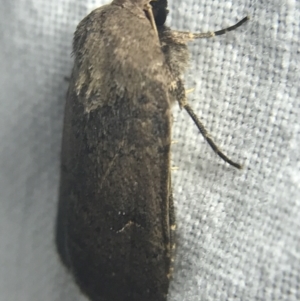 Proteuxoa hypochalchis at Garran, ACT - 27 Feb 2022