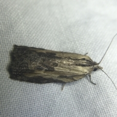 Cryptoptila immersana (A Tortricid moth) at Red Hill to Yarralumla Creek - 27 Feb 2022 by Tapirlord